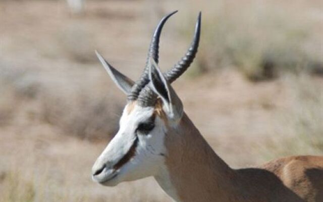 Addo Elephant Back Safaris and Lodge