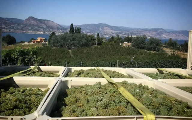 Therapy Vineyards