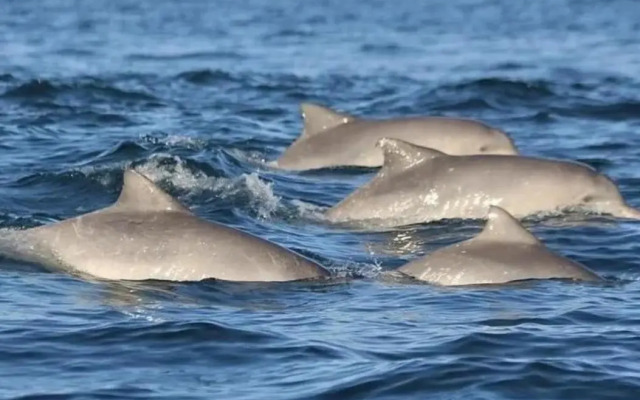 Recanto Toca das Plantas de Ilhabela II