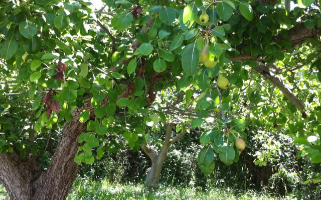 Olga's Paradise