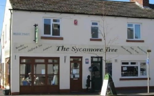 The Sycamore Tree