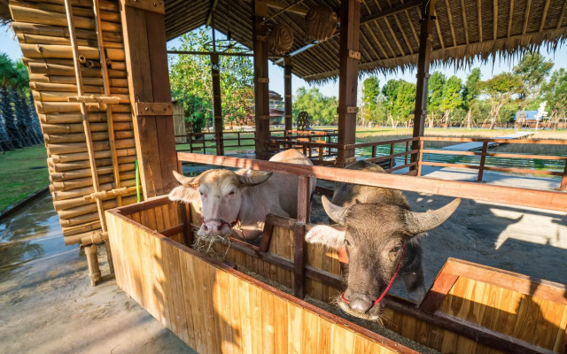 The Buffalo Amphawa (SHA Plus)