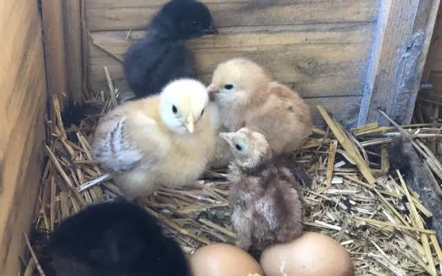 Au coq des bois