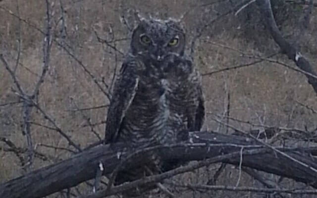 Wild Rose Manor Bed and Breakfast