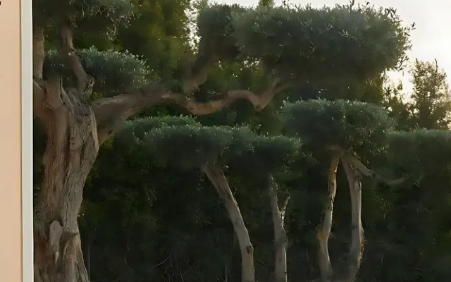 Villa Monte das Oliveiras