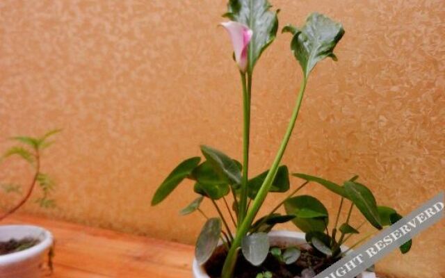 Ri Wa International Youth Hostel