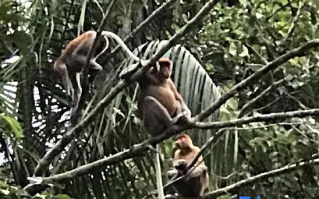 Grace Suite @ The Shore Kota Kinabalu