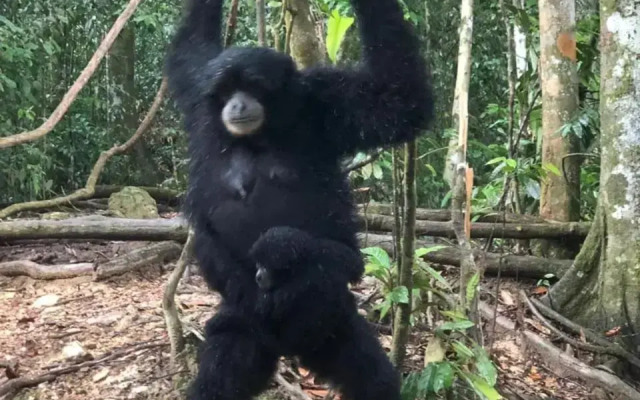 Bukit Lawang Indah