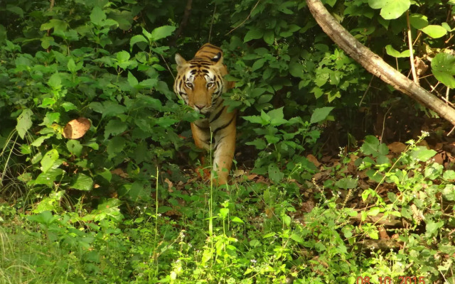 Windsor Tiger Resort