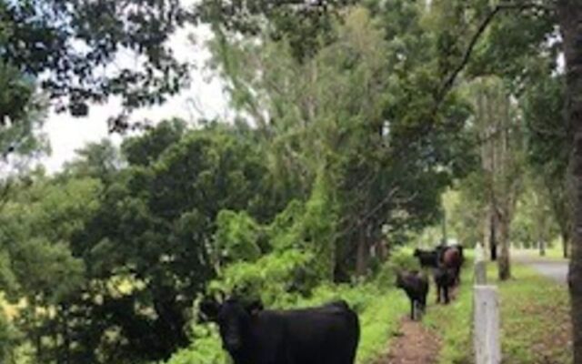 Nimbin Rocks Retreat