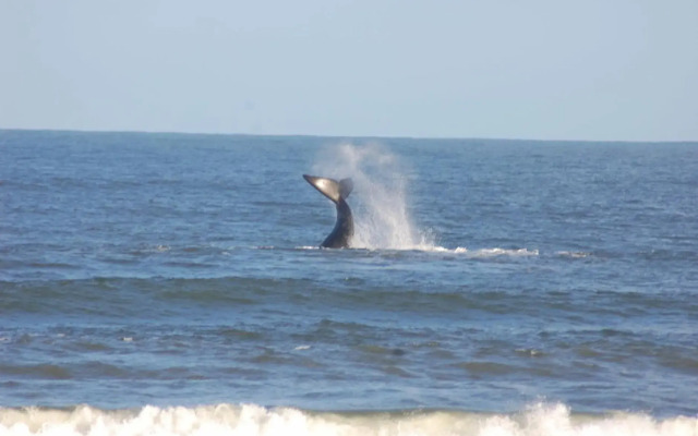 Kaiha (Witsand, Western Cape)