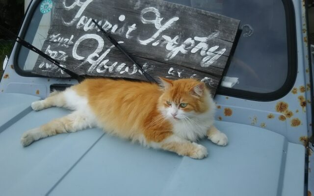 Awaji Tourist Trophy House Hostel