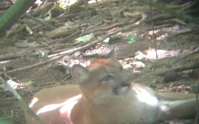 Hostel y Cabinas Tapandua