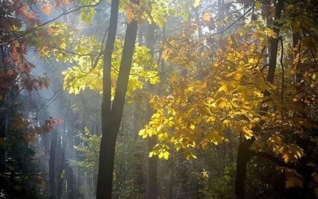 Gierle Garden Bungalow Escape