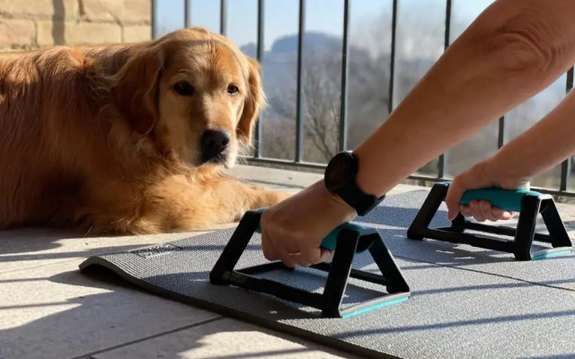 Pet and Breakfast