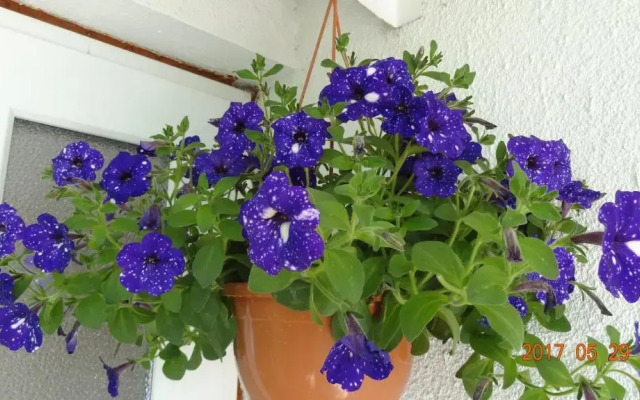 Nadezhda Guest House