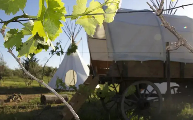 Tipis Des Oliviers