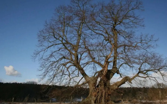 Schroder at the Aerie