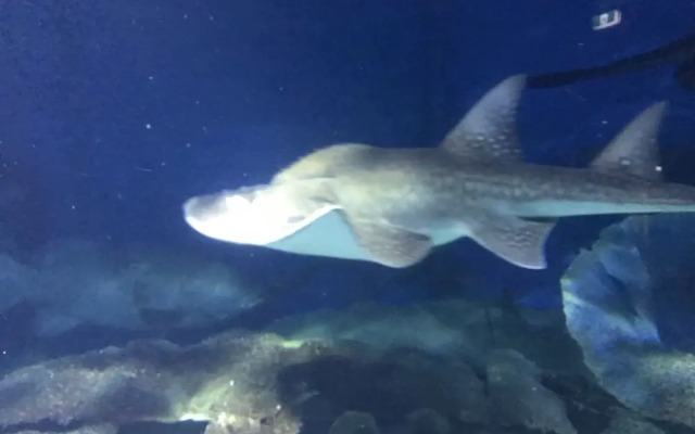 StayCentral - Catani Garden