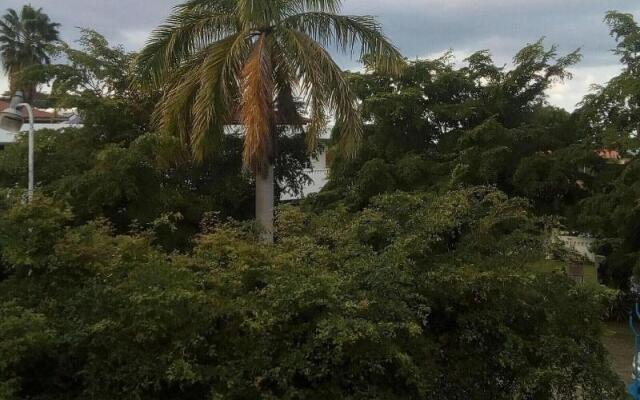 Sea Shell Palms