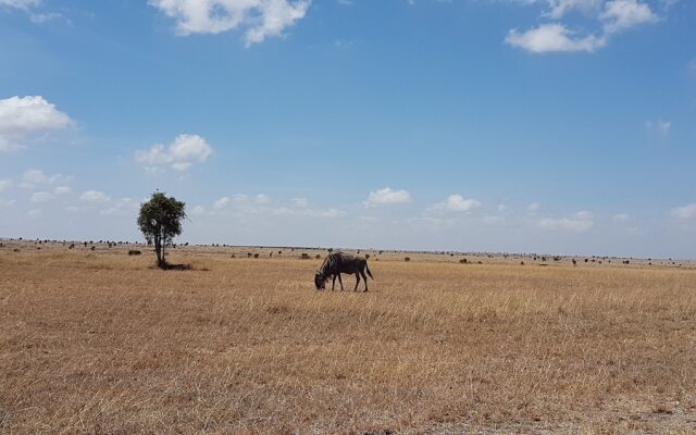 Swara Acacia Lodge