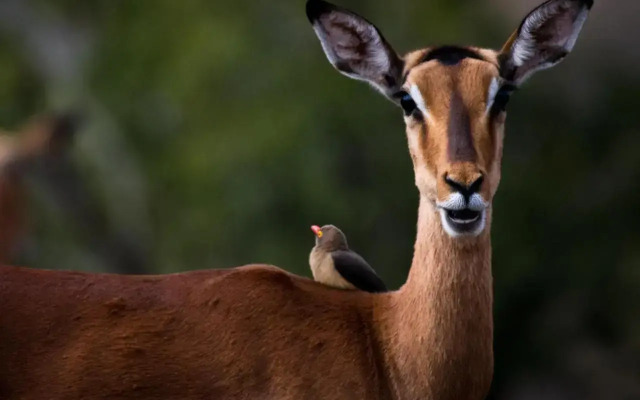 Zululand Safari Lodge