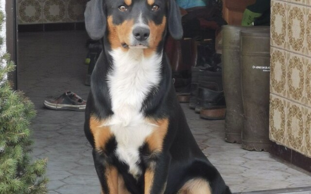 Woferlhof Ferienhof Boxhorn