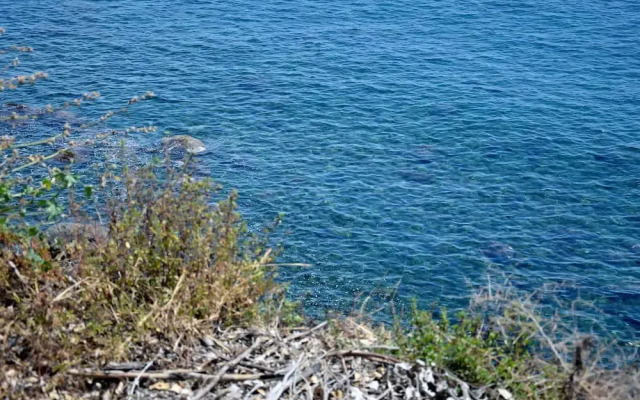 Riviera Degli Eucalipti