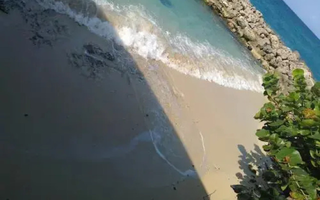 Sea Palms