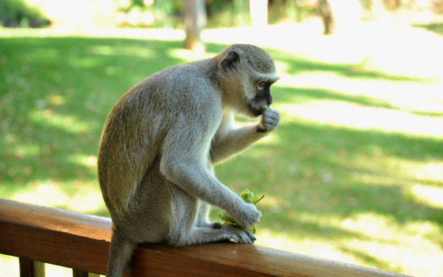 The David Livingstone Safari Lodge & Spa