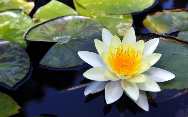 Petit Hotel Es Figueral