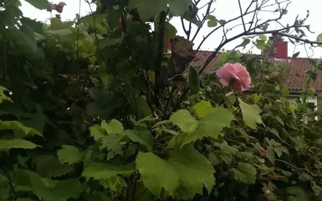 Roses Garden