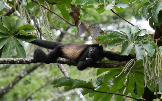 La Ceiba Tree Lodge