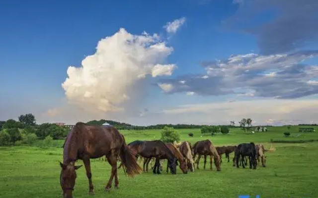Squirrel Kingdom Forest Homestay
