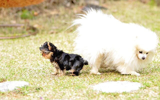 Yangpyeong Plus Pension