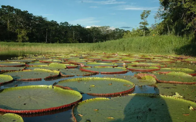 Yaguas Ecolodge