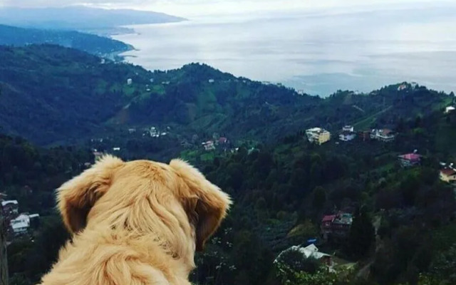 Tepedebiyer Restoran & Bungalov