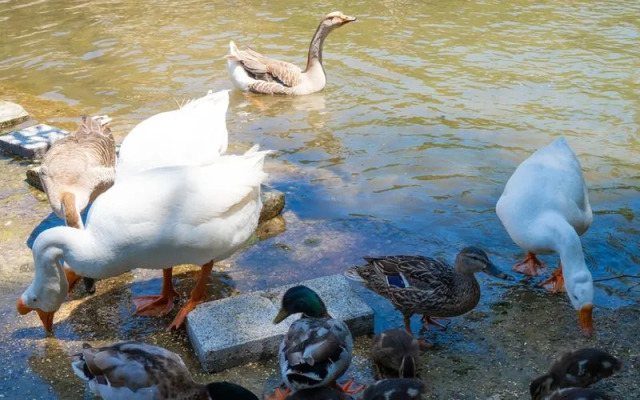 Sosyete Cobani Dogal Yasam Oteli