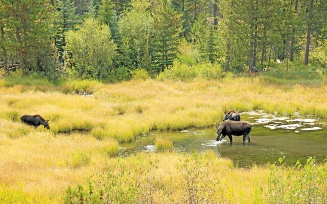 Wild Irishman 1064a by Summitcove Vacation Lodging