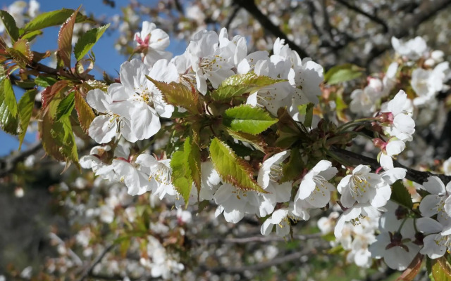 Puente Canto de Gredos