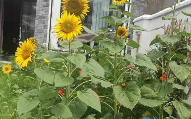 One Wind Courtyard (CAI Village Pier Shop)