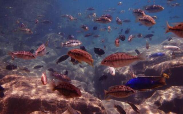 Cape Maclear Ecolodge & Scuba Shack