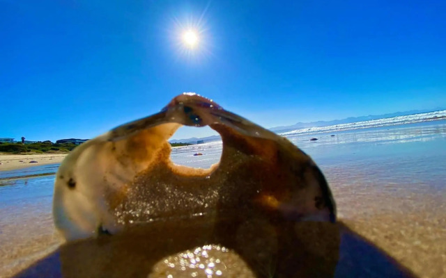 Ocean Pearl Apartment