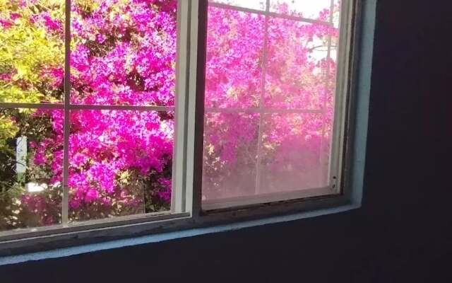 Suites Bugambilias Rooms Primavera Bosque