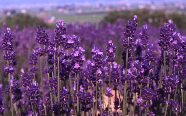 Furano Natulux Hotel