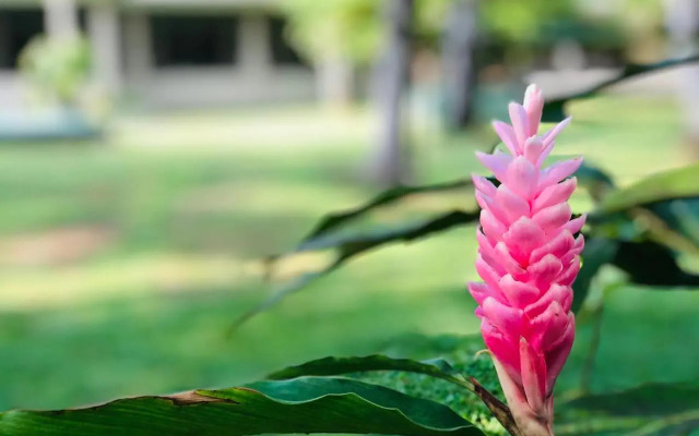 Nilupul Gardens