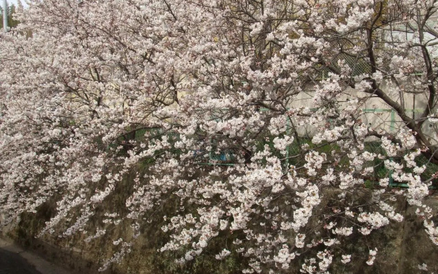 Kyoto Narutaki Keisenso