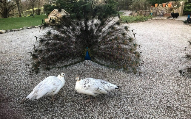 The Shepherds Hut at Hafoty Boeth