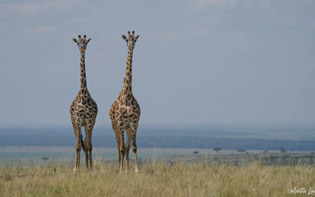 Royal Mara Safari Lodge