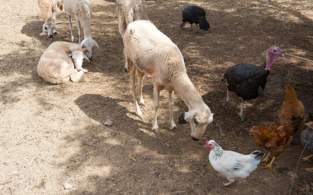 La Ferme El Dar